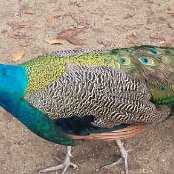 ALCSIIF5� þF    x‘ Y- ˜ãþÿïÿÿ¡¡ÿÿ0� 0Îÿÿ‡åÿÿÉSÿÿ¯Æ    ù]  |_  ^  ”_  	  ÿKb/bˆ  ·”_:^|_ä]O    lû                                    €G�  ™  >}  æ‘  ? œ                                                                                 ALCE                                                                                                                                                                                                                                                                                                                                                                                                                                                                                                                                                                                                                                                                                                                                                                                                                                                                                                                                                                                                                                                                                                                                    FAFA Ô ¨ ¯    FAFA'             ¨ âí­ Bò%² ³ ¶ ·Íº RÐ      ¯ j¶&¯ j¶&¯ j¶&      ¯ j¶&¯ j¶&¯ j¶&¯ j¶&¯ j¶&¯ j¶&¯ j¶&¯ j¶&¯ j¶&¯ j¶&¯ j¶&¯ j¶&¯ j¶&¯ j¶&¯ j¶&¯ j¶&¯ j¶&¯ j¶&¯ j¶&¯ j¶&¯ j¶&                         m    Ž       FAFA                                                            ®®®®G  
‘m  ¯¯¯¯À   ¾¾¾¾   ¿¿¿¿|  ÎÎÎÎÉ É ÏÏÏÏ    ÞÞÞÞ) ) àààà       ÿ   êêêê ) 4           ëëëë  L m ¹cÃ¼ììììç   . Ò ³ íííí                                                                                                                                                                                                                                                            ÿîÝÌ PCL1000000 CALT13QLIA00VM CRC01